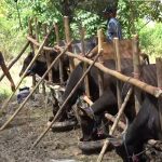 Jelang Idul Adha 1447 H, Lapak Sapi Kurban ‘Serbu’ Balikpapan, ada Kenaikan Harga Tahun ini