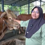 Bikin Geger! “Bison” Sapi Raksasa Asal Balikpapan Dipilih Jadi Kurban Presiden RI