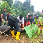 Lanal Balikpapan Tebar Ribuan Paket Kurban, 17 Sapi dan 15 Kambing Disalurkan untuk Warga hingga Ojol