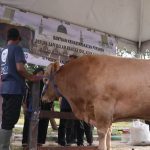 Mata Sapi Jumbo Bantuan Presiden  Ditutup Kain Demi Perjalanan Aman ke Islamic Center