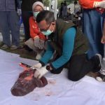 Heboh Sapi Kurban Presiden 1.050 Kilogram Disembelih di Balikpapan, Organ Dalam Dipastikan Sehat