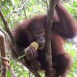 Pemulihan Habitat Jadi Kunci Kembalinya Orang Utan ke Alam, PHI Perkuat Konservasi di Kalimantan