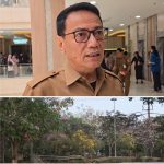 Pohon Tabebuya Bermekaran, Ini Kata Kepala Dinas Lingkungan Hidup