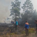Api Mengamuk di Lamaru, Empat Hektare Lahan Terbakar, Diduga Berawal dari Pembakaran Bata